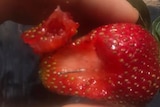 Close up of strawberry with needle inside.
