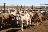 Cattle yards