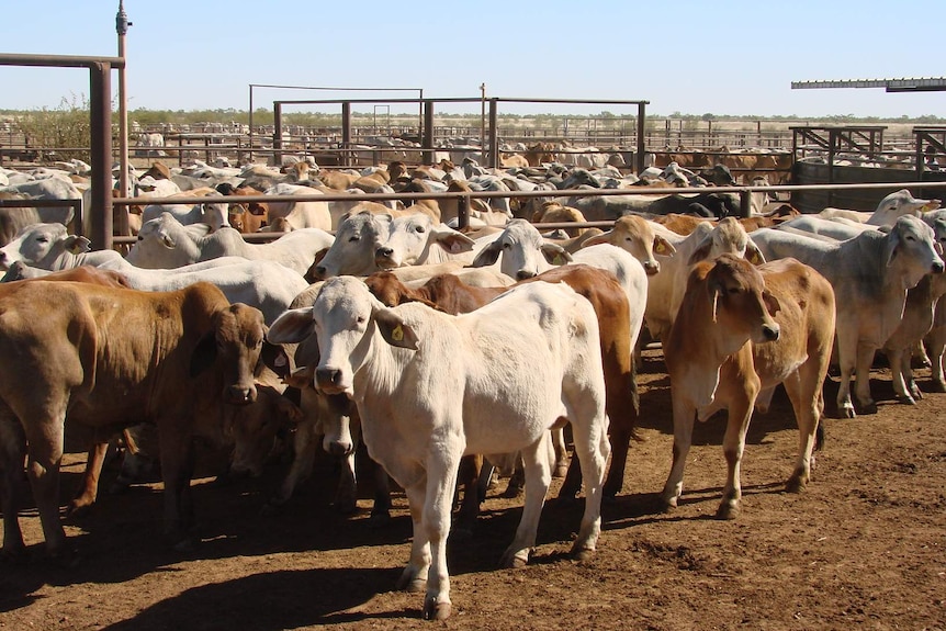 Cattle yards