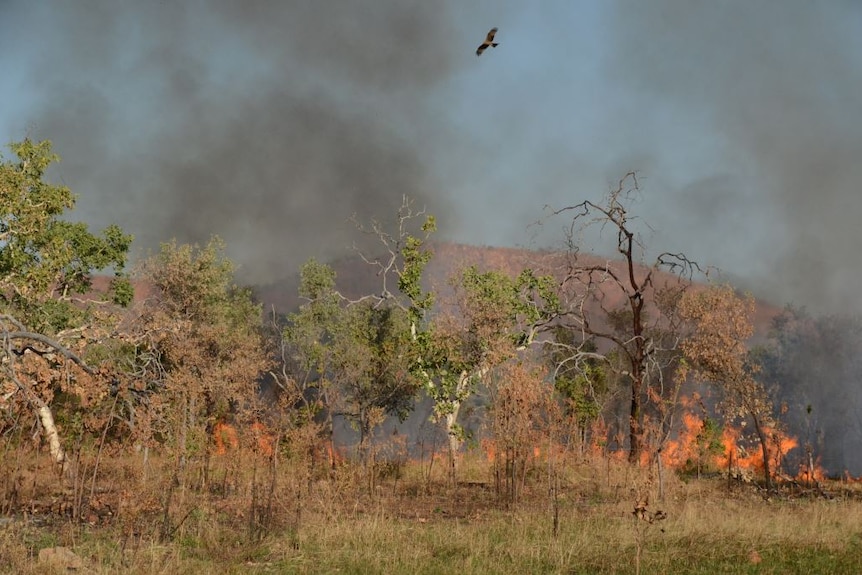 Dry red-earthed landscape with grassfire below woodland trees and smoke screening blue sky and black birds circling