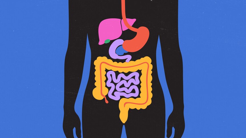 Graphic image of human body showing digestive system