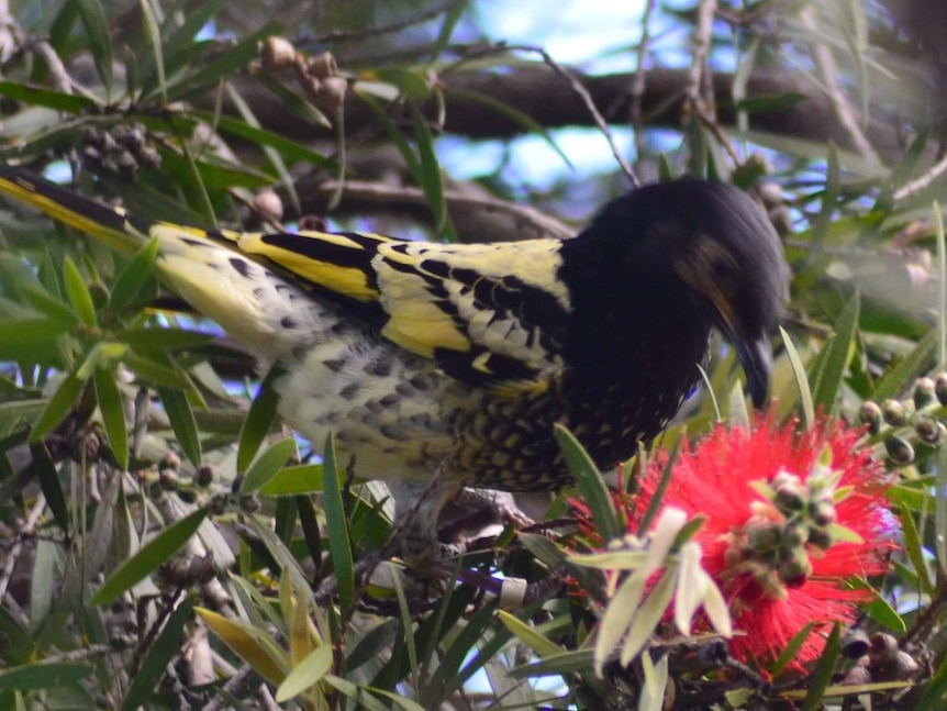 A yellow and black bird in a native bush.