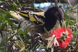 A yellow and black bird in a native bush.