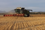 Three harvesters in a wheat field