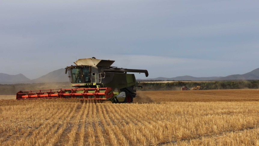 Three harvesters in a wheat field