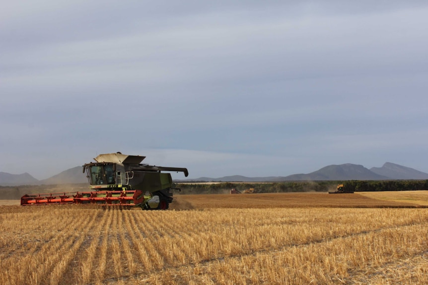 Three harvesters in a wheat field.