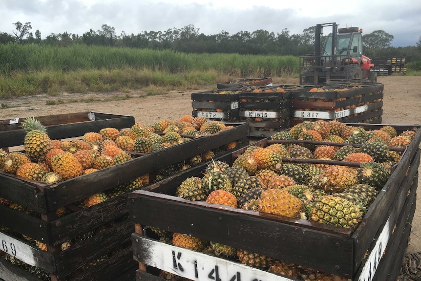 Shots of harvested pineapples in wooden bins, waiting to be taken to market