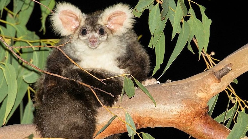 A greater glider in a tree