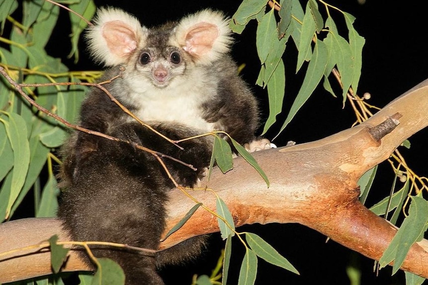 A greater glider in a tree