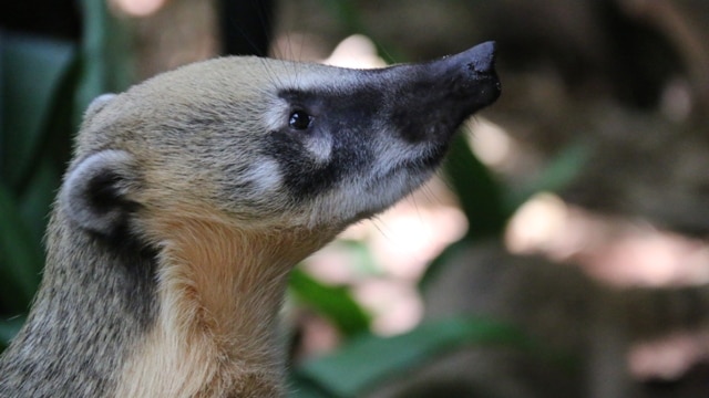 A Brown-Nosed Coati at the Perth Zoo. January 13, 2015.
