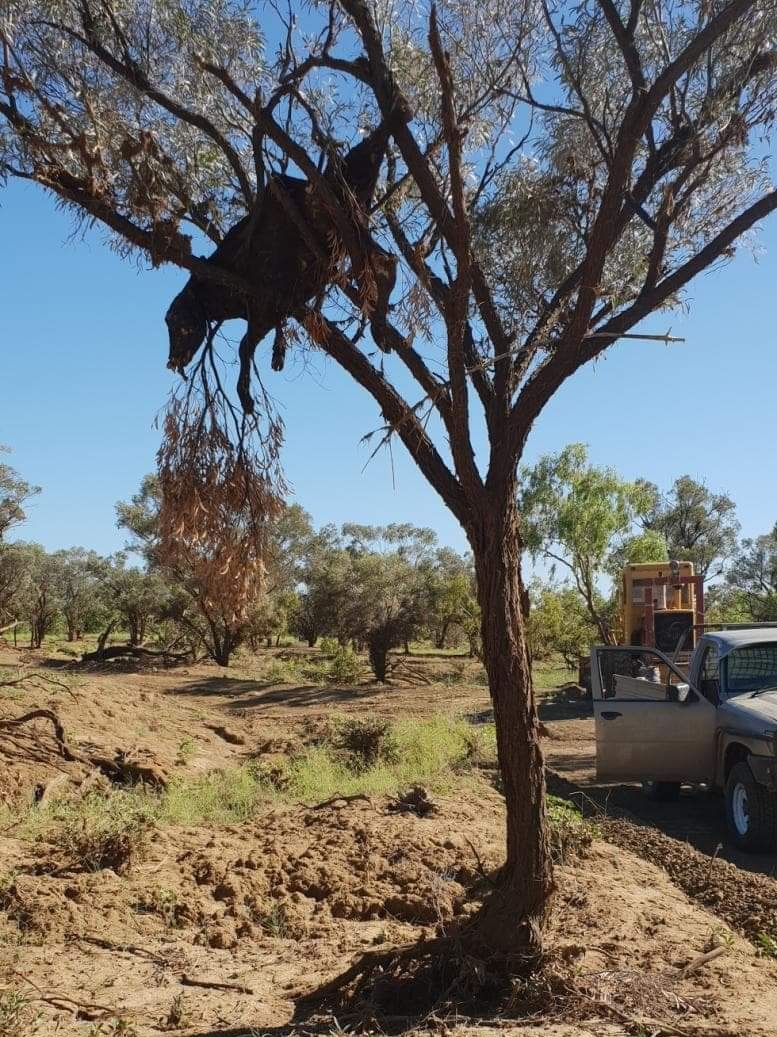 A dead calf hangs four metres up a tree at a property 80 kilometres north of Julia Creek in North West Queensland.