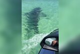 Shark attack off Fraser Island