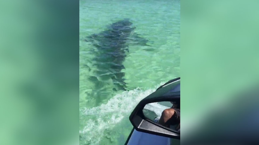 Shark attack off Fraser Island