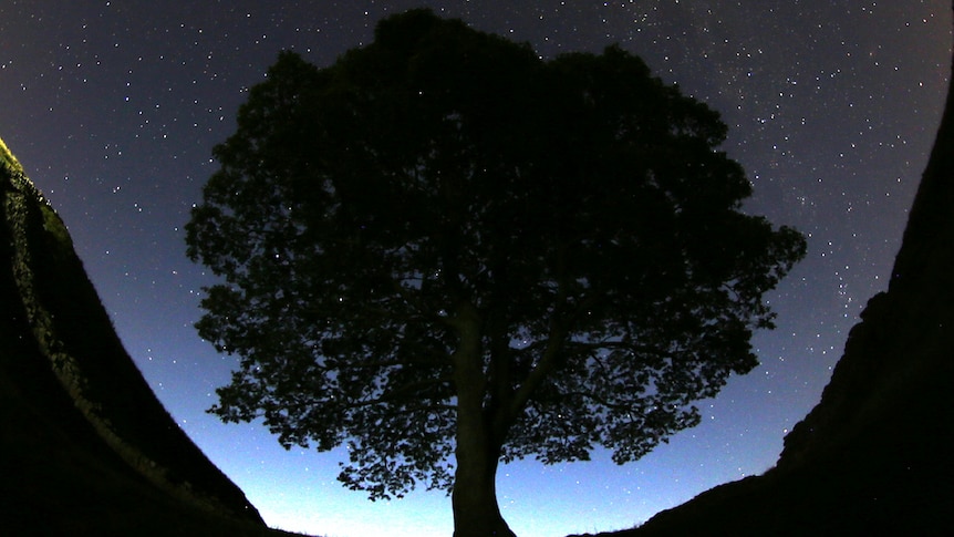 A large tree amongst a sky of stars.