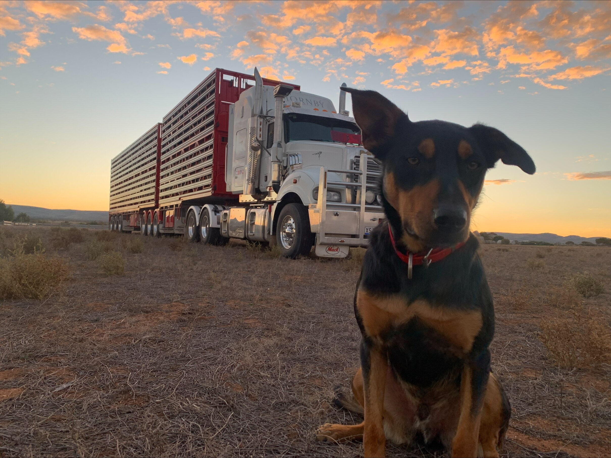 A kelpie on a farm in front of a truck.