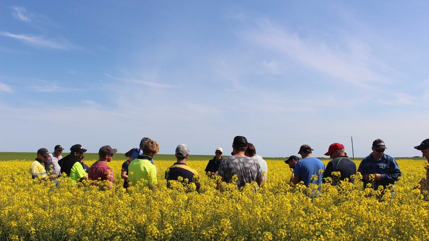 A group of famers stand in a canola filed