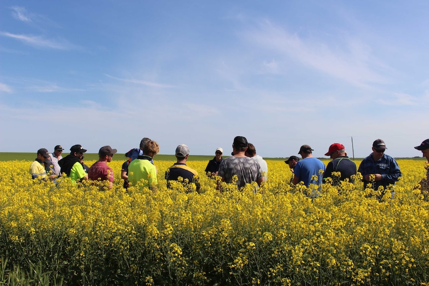 A group of famers stand in a canola filed