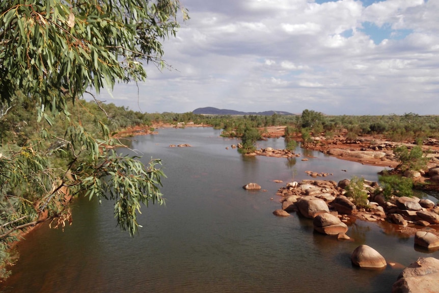 Wide shot of a river with eucalypts in the foreground.