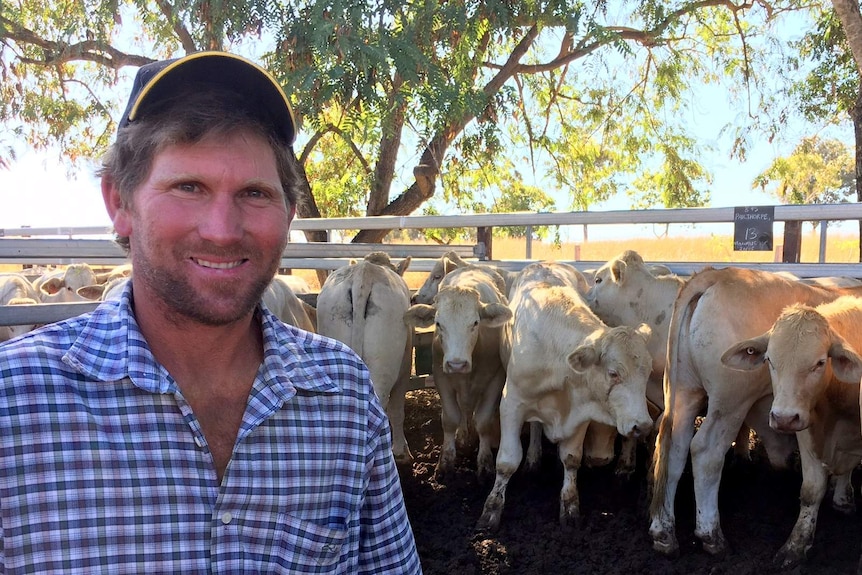 Steve Pailthorpe has been breeding Charbray cattle since 1999