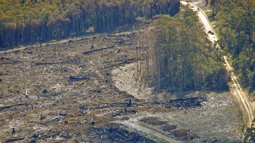 Logging in a southern Tasmanian forest.