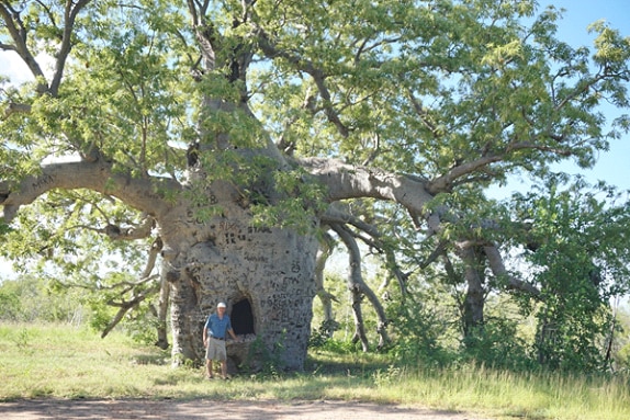 Dr David Baum with a boab tree