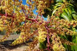 Close up of mango flowers, with reddish pink stems covered in small, yellow blooms