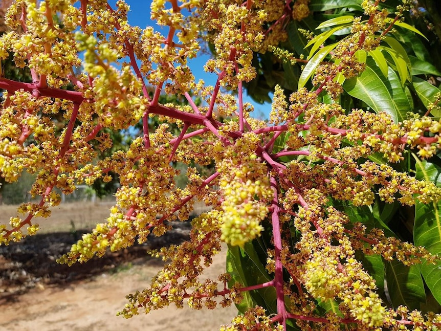 Close up of mango flowers, with reddish pink stems covered in small, yellow blooms