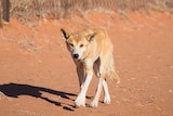 A dingo walks along the dingo fence