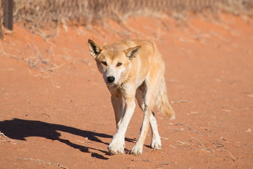A dingo walks along the dingo fence