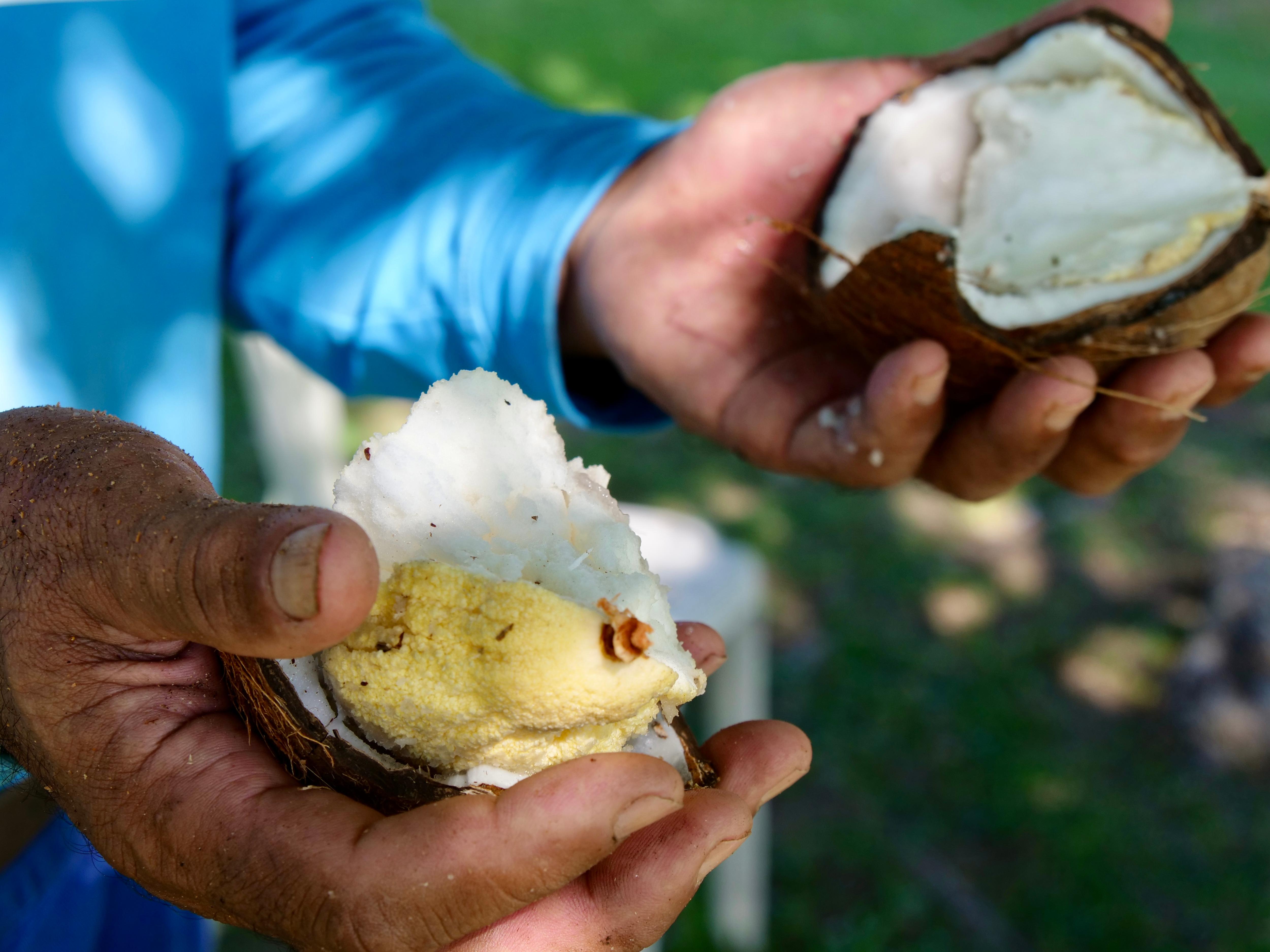 Un hombre sostiene en sus manos un coco recién abierto.