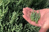 A man holds a green succulent and a pair of secateurs.