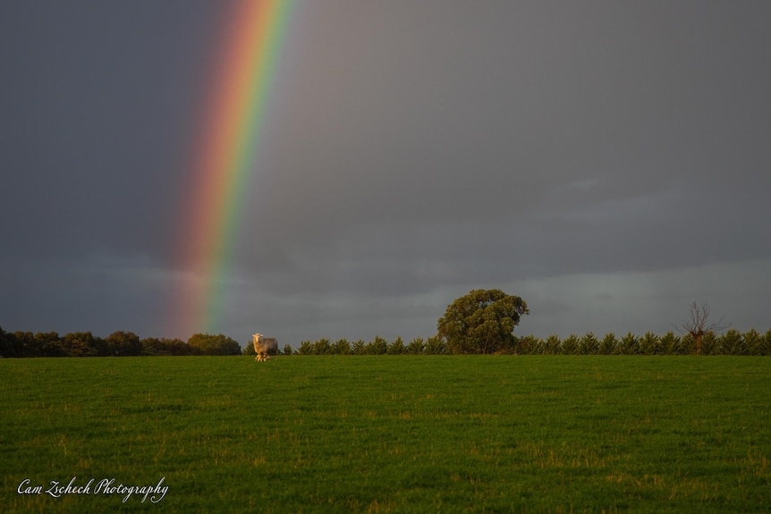 Lush green pastures with a saturated sky and rainbow, and one solitary sheep