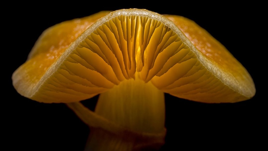 A gorgeous close up of the gills of a golden top mushroom lit up from underneath.