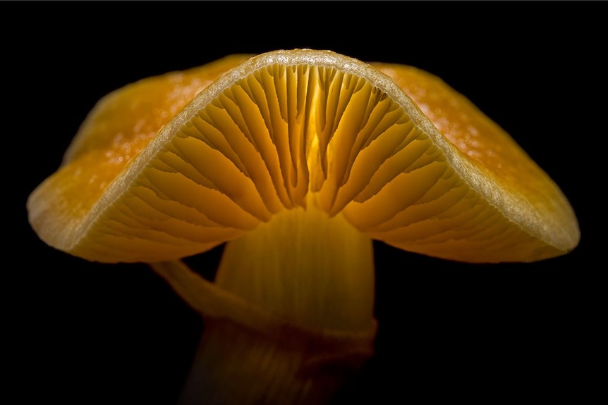 A gorgeous close up of the gills of a golden top mushroom lit up from the back.
