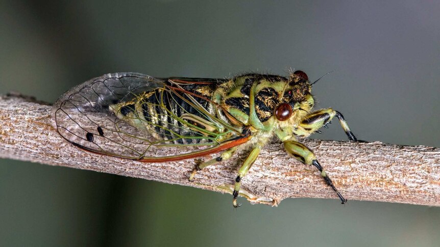 A golden twanger cicada with a green and black body.