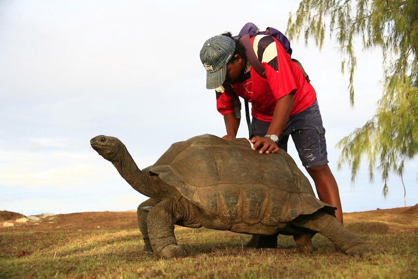 A man runs a measuring tape over the back of a giant tortoise