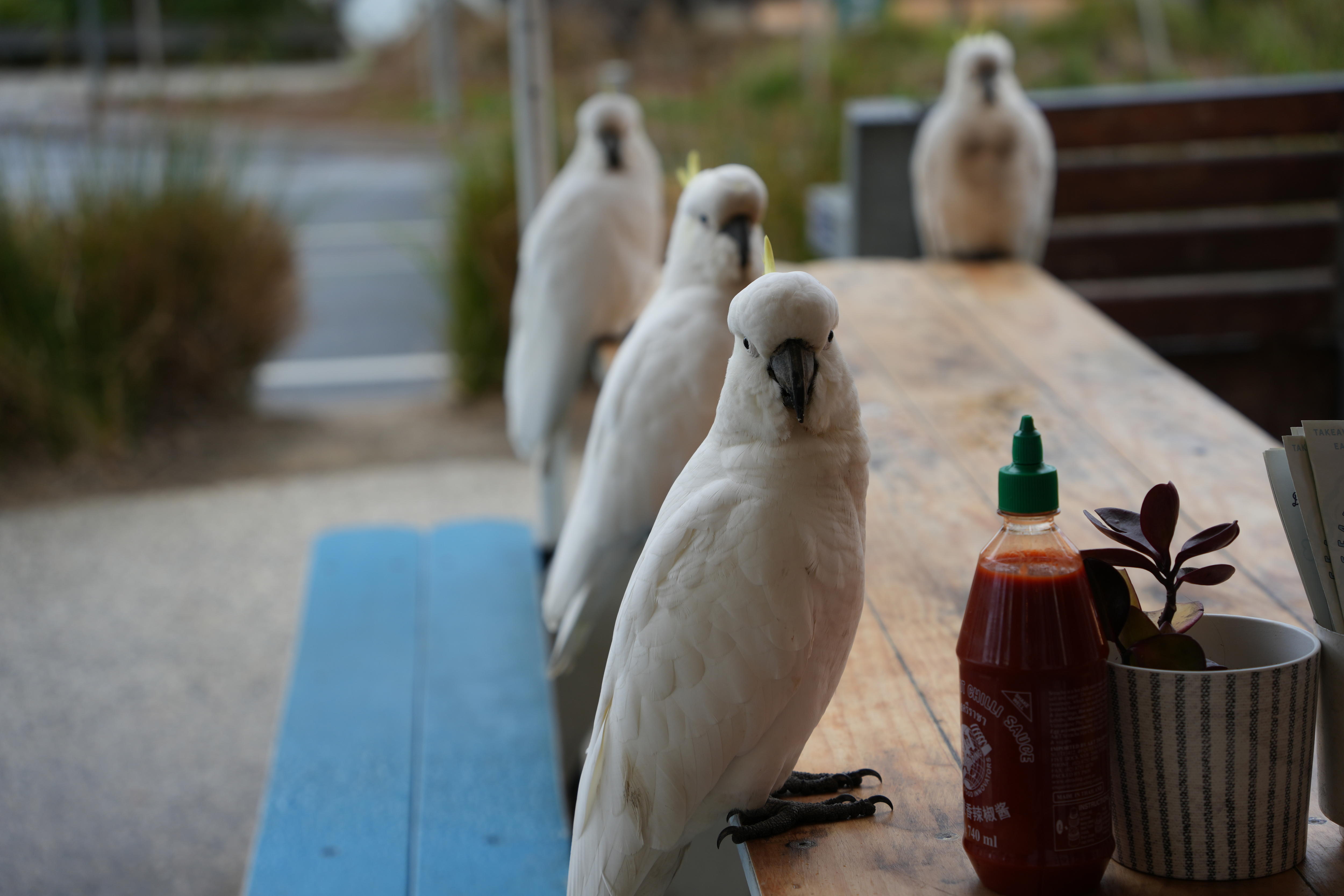 Three white cockatoos sit in a line and a fourth sits opposite them on a wooden table near a sauce bottle.