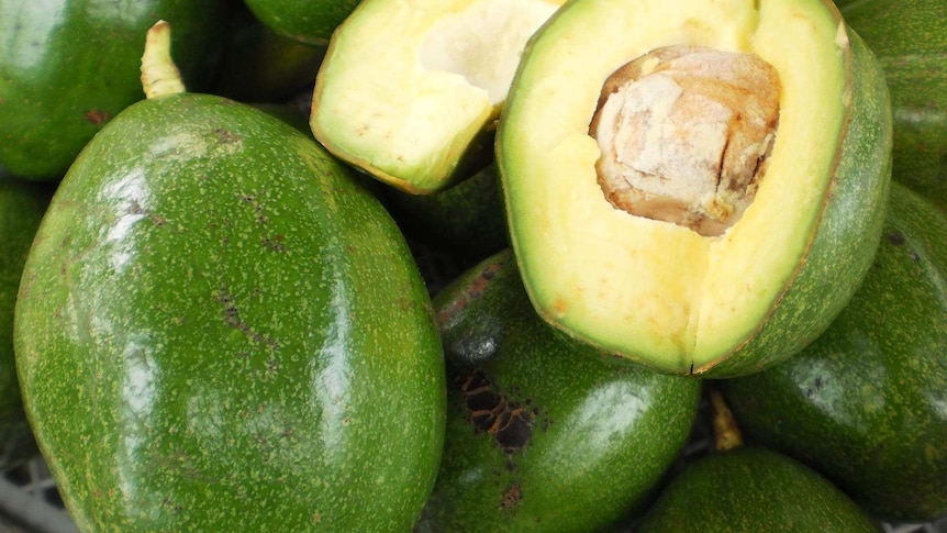 Close up of NT avocados