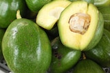 Close up of NT avocados