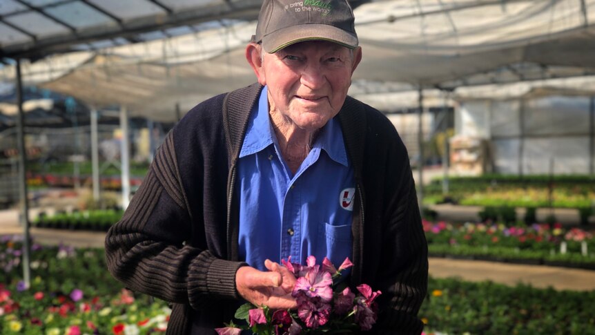 An older man in a large nursery holding purple potted flowers