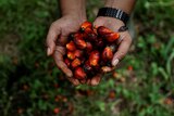 Palm oil plant reuters