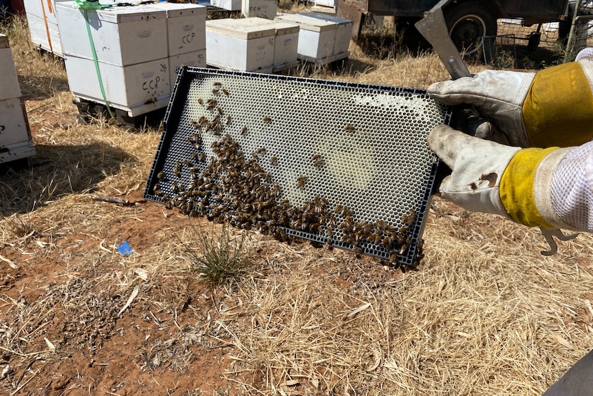 A pair of gloves holding a tray covered in bees with boxes in the background.