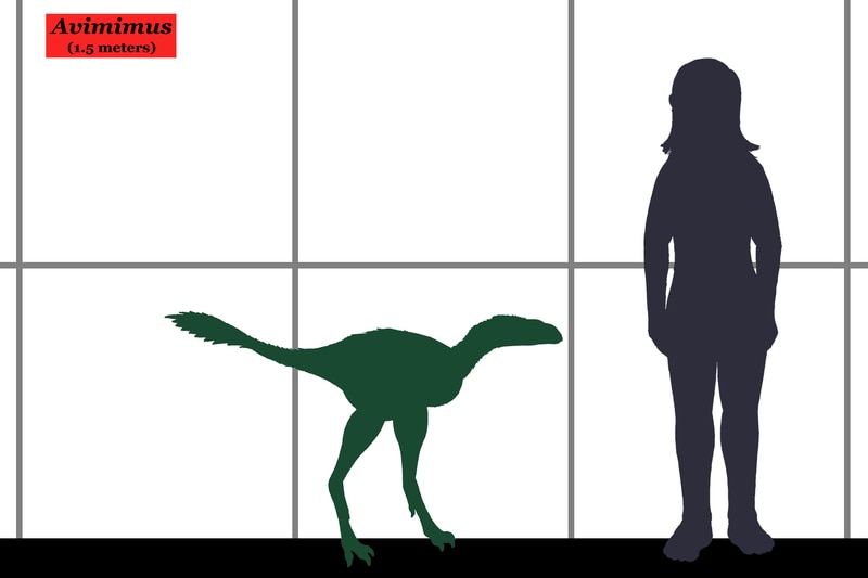 Size chart of South Australian dinosaur Kakuru Kujani