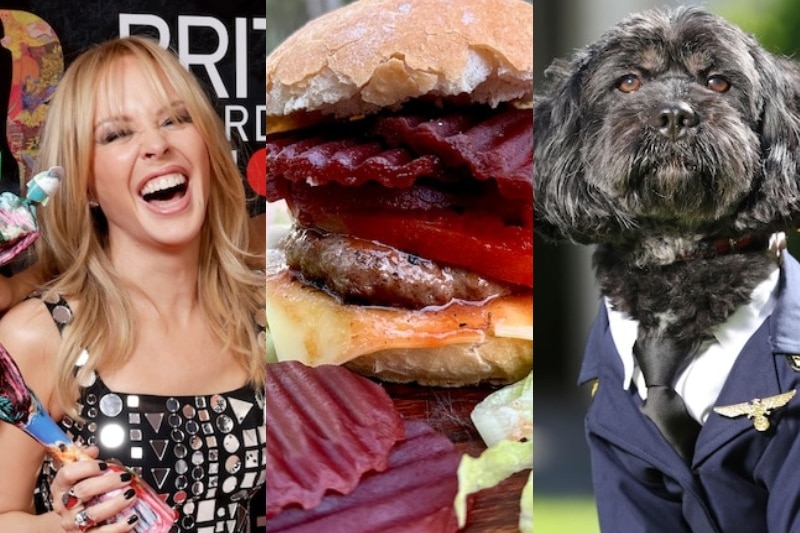 A burger, a woman in a sparkly dress and a dog in uniform.
