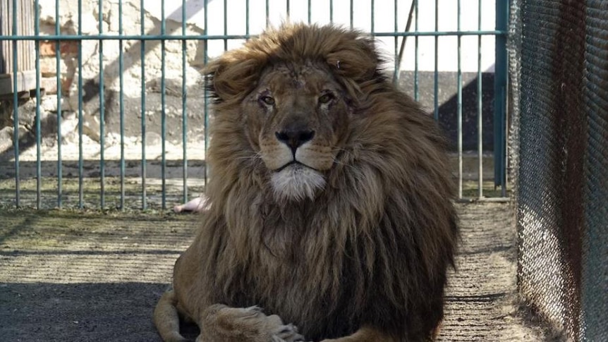 Adult male lion named Simba sits inside a cell at a zoo in Radauti.