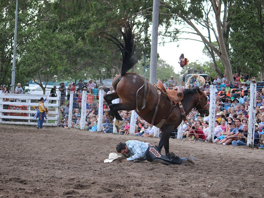 Cowboy lies in the dirt after being bucked from horse.