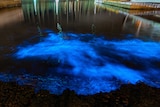 Bioluminescence in the water surrounded by yachts, Hobart.