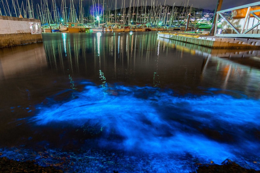 Bioluminescence in the water surrounded by yachts, Hobart.