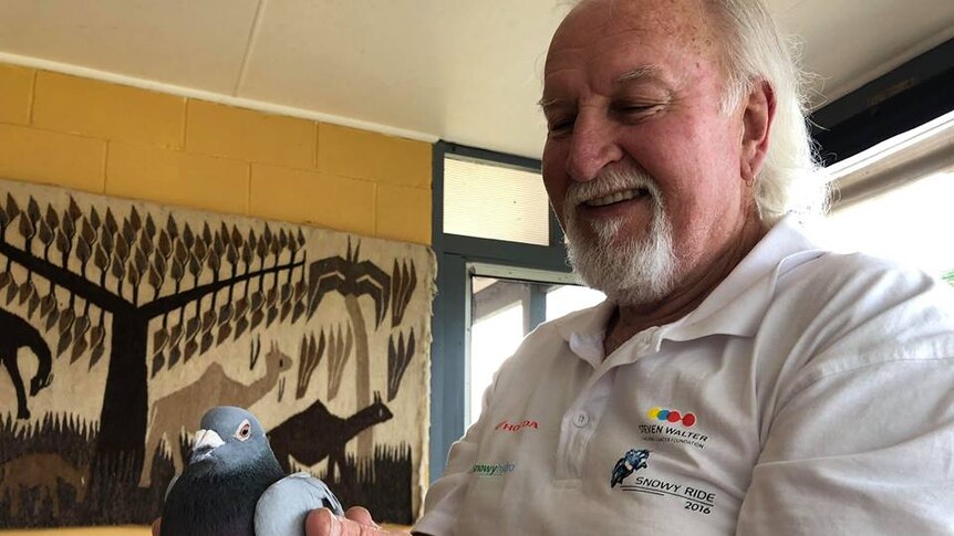 Steve Ahern taking care of the lost pigeon before reuniting the bird with its owner.