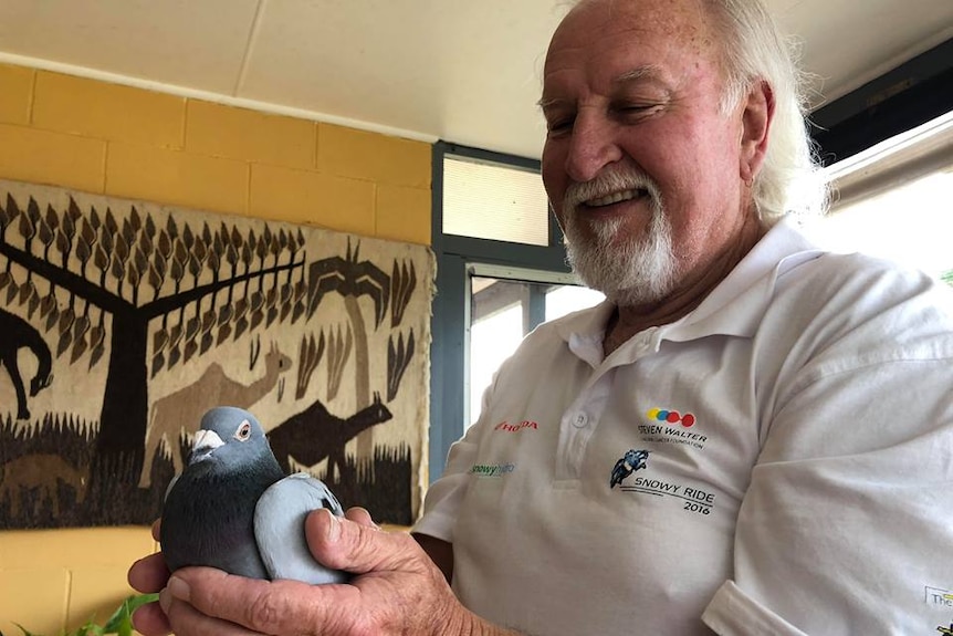 Steve Ahern taking care of the lost pigeon before reuniting the bird with its owner.